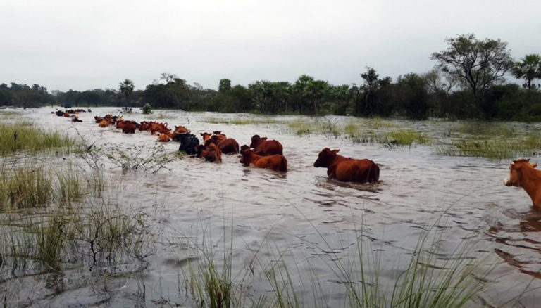 Lee más sobre el artículo Alerta en el campo la creciente ríos y arroyos