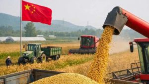 Lee más sobre el artículo Firmeza en los precios de los granos y expectativa por la demanda de China