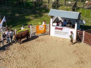 Lee más sobre el artículo Zafra de toros arrancó con US$ 5.293 promedio y colocación total en la histórica 50ª edición de Kiyú