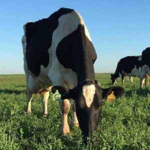 Lee más sobre el artículo Claves para optimizar el pico productivo de la primavera en la lechería y mitigar los riesgos del manejo forrajero