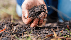Lee más sobre el artículo Rumbo al gran evento del año: AUSID convoca al encuentro de agricultura sustentable en Soriano