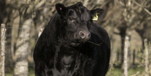 Lee más sobre el artículo Frigorífico Modelo prepara una oferta Angus seleccionada para la Zafra de Toros