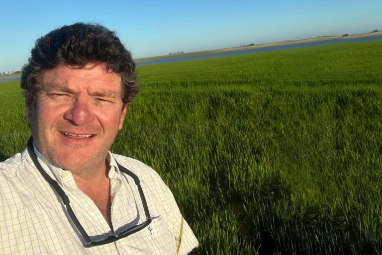 Lee más sobre el artículo El arroz en recuperación: El Niño impulsa los precios internacionales mientras la siembra local espera por el sol