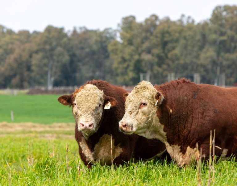 Lee más sobre el artículo La demanda empuja el aumento de precios de 15% promedio en los reproductores bovinos en el primer tramo de la zafra