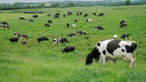 Lee más sobre el artículo El desafío de la primavera: Manejo forrajero y riesgos sanitarios ante la abundancia de pasto